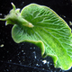 Illustration for article titled Confirmation That Photosynthesizing Sea Slugs Steal Genes From Algae